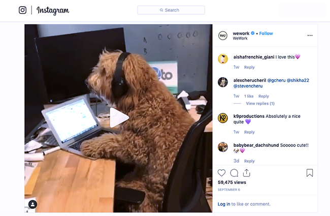 Dogs of WeWork.