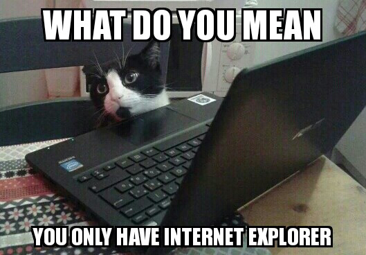 internet explorer meme cat