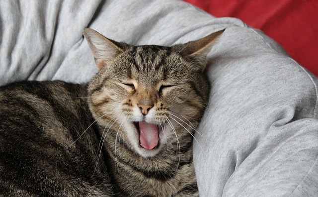 write content that doesn't make you yawn like this cat